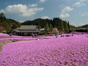花のじゅうたん