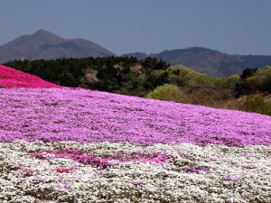 シバザクラ