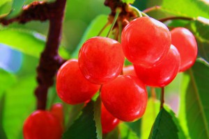 さくらんぼを食べるならソメイヨシノより佐藤錦です