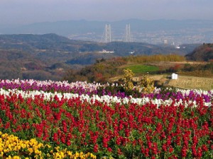 あわじ花さじき