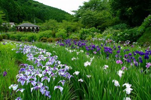 花の郷滝谷花しょうぶ園