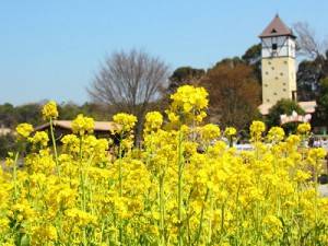 花ハーベストの丘