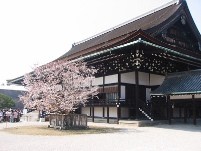 京都御所桜で荘厳な雰囲気を味わいましょう。
