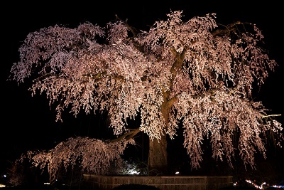丸山公園
