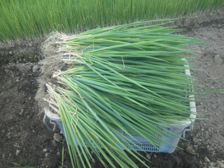 20110620075337.jpg