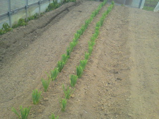 20110620132216.jpg