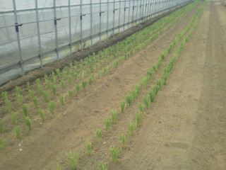 20110621075432.jpg