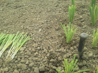 20110623064916.jpg