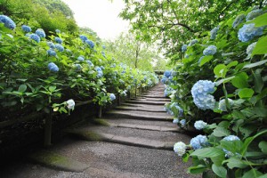 鎌倉長谷寺アジサイ